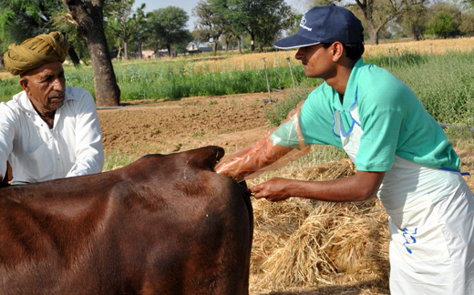 Artificial Insemination in India - Paayas Milk